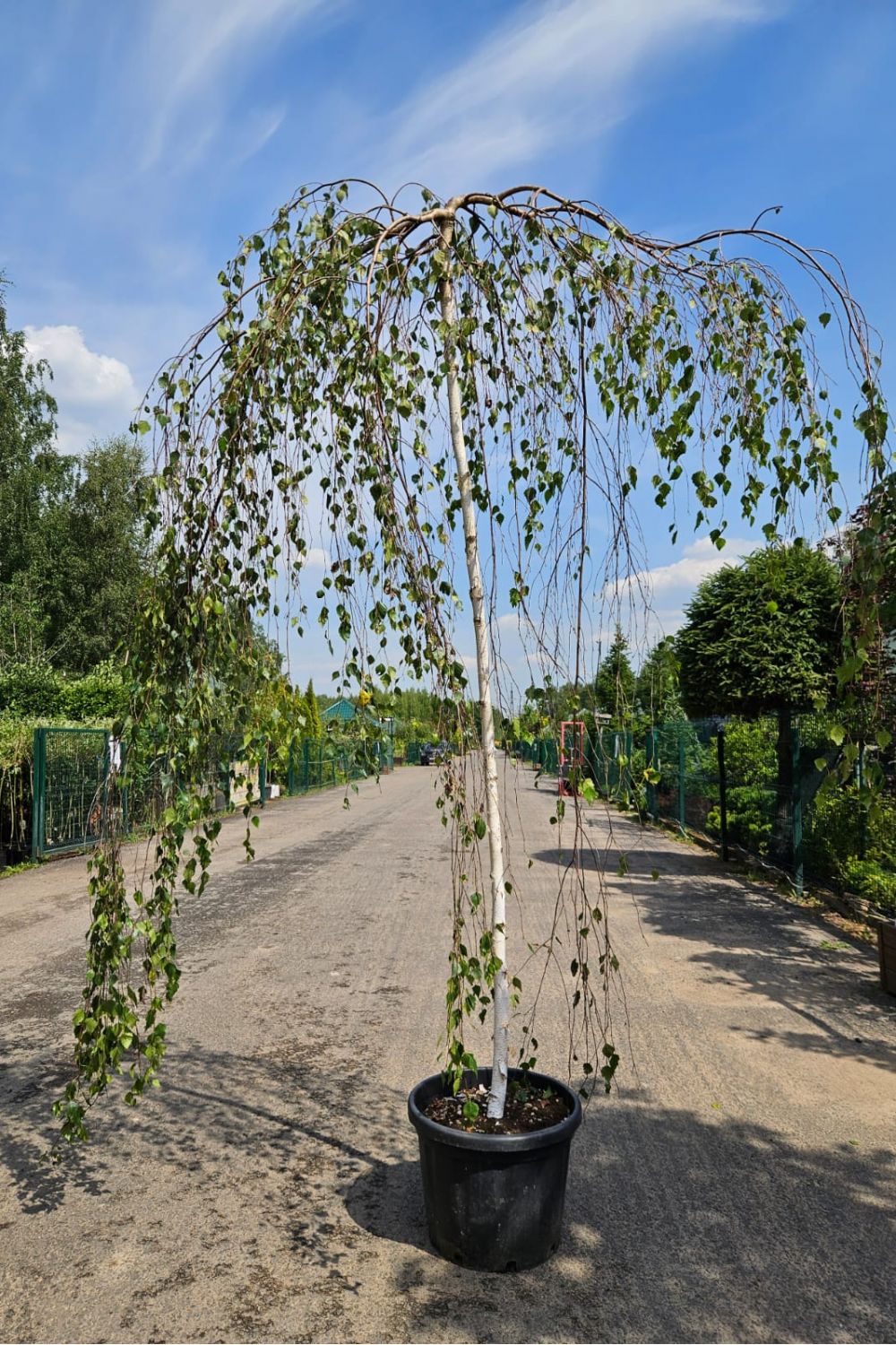 Береза в вашем саду